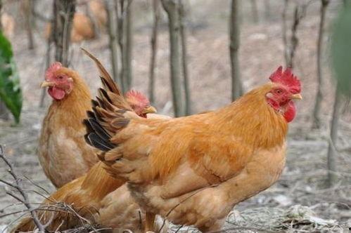 飞哥爆料整只鸡视频播放,整只鸡视频播放背后的惊人真相 第1张 飞哥爆料整只鸡视频播放,整只鸡视频播放背后的惊人真相 第1张